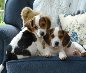 Dwa, Beagle, Szczeniaki