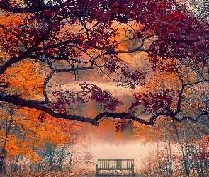 Mgła, Ławka, Drzewa, Staw, Park