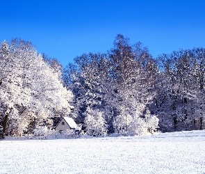 Zima, Drzewa, Las, Dom