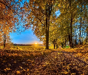 Jesień, Drzewa, Droga, Liście, Zachód Słońca