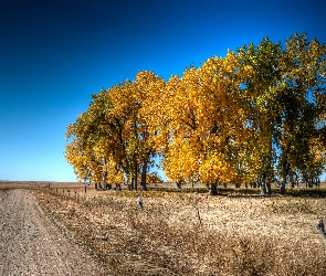Jesień, Trawy, Drzewa, Suche, Pole