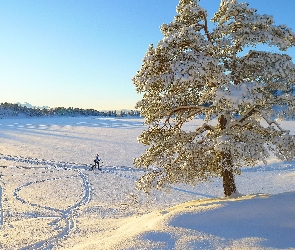 Człowiek, Drzewo, Zima, Śnieg