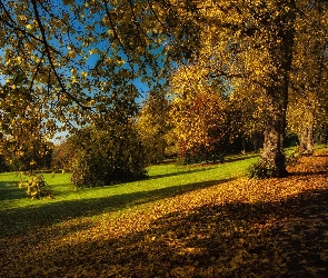 Park, Jesień