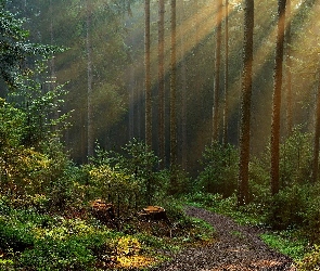 Droga, Przebijające Światło, Las