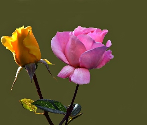 Dwie, Różowa, Żółta, Róże