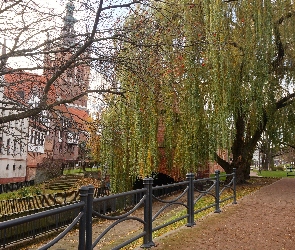Wierzba, Drzewa, Zabytkowe, Gdańsk, Kamienice, Alejka