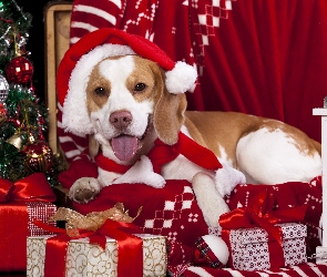 Pies, Choinka, Świąteczne, Prezenty