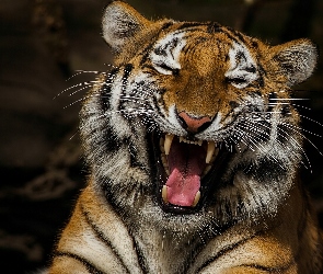 Tygrys, Śmiejący