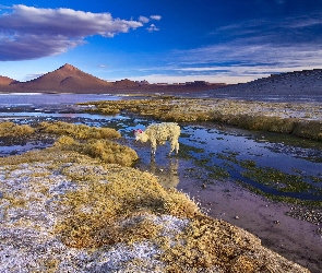Boliwia, Alpaka, Jezioro