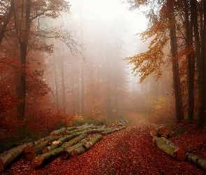 Las, Kłody, Mgła, Jesień, Droga