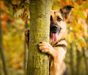 Drzewo, Jesień, Pies