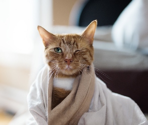 Rudy, Ręcznik, Kot