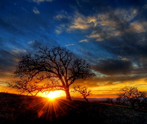 Niebo, Drzewo, Zachód słońca