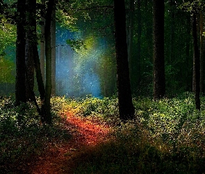 Ścieżka, Przebijające Światło, Las