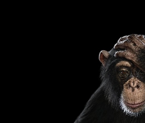Szympans, Małpa