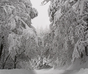Ośnieżone, Drzewa, Śnieg, Las