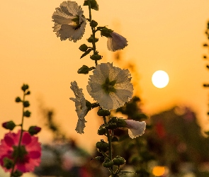 Kwiaty, Zachód Słońca, Lato