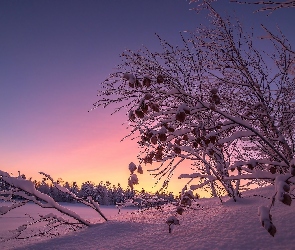 Drzewa, Zima, Słońca, Wschód, Pola
