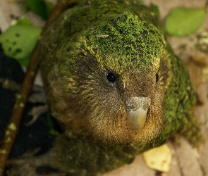 Kakapo, Spojrzenie, Dziób
