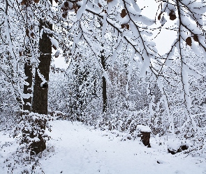 Ośnieżony, Las