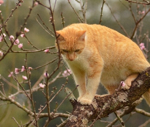 Wiosna, Kwitnące Drzewo, Rudy Kot