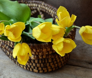 Żółte, Koszyczek, Tulipany