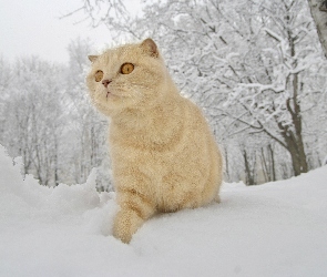 Zima, Śnieg, Kot