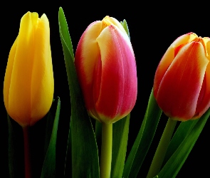Listki, Tulipany