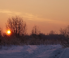 Drzewa, Wschód Słońca, Zima, Śnieg