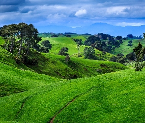 Trawa, Wzgórza, Zielona