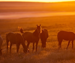 Konie, Słońca, Zachód, Łąka