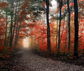 Las, Drzewa, Mgła, Droga, Jesień