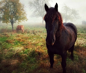 Konie, Mgła, Poranek, Pastwisko
