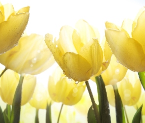 Tulipany, Kwiaty, Żółte