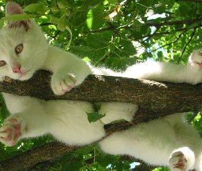 Biały, Konar, Drzewo, Kot