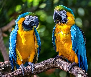 Dwie, Gałąź, Papugi