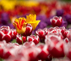 Tulipany, Czerwone, Kwiaty, Żółte
