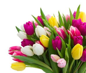 Kolorowe, Tulipany
