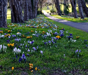 Wiosna, Krokusy, Cabinteely Park, Irlandia, Dublin, Park