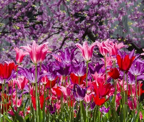 Tulipany, Wiosna, Kolorowe