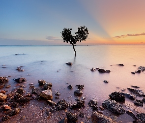 Morze, Zachód Słońca, Kamienie, Drzewo