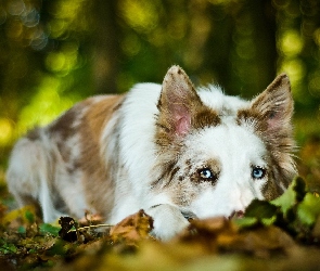 Pies, Border Collie, Smutny