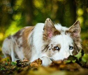 Smutny, Border Collie, Pies