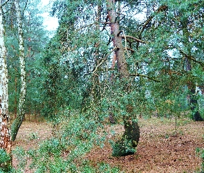 Zieleń, Rośliny, Las, Drzewa