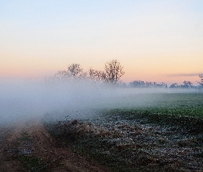 Mgła, Poranek., Drzewa, Droga