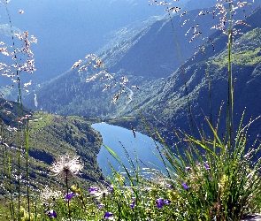 Poranek, Góry Alpy, Jezioro, Rośliny