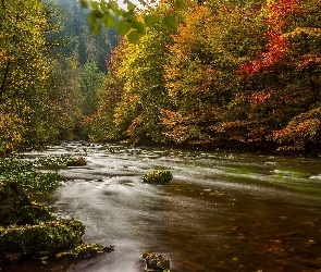 Rzeka, Kamienie, Las