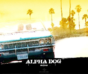 samochód, palmy, Alpha Dog