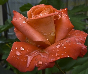 Deszczu, Krople, Pomarańczowa, Róża