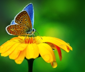 Żółty, Modraszek, Motyl, Kwiat